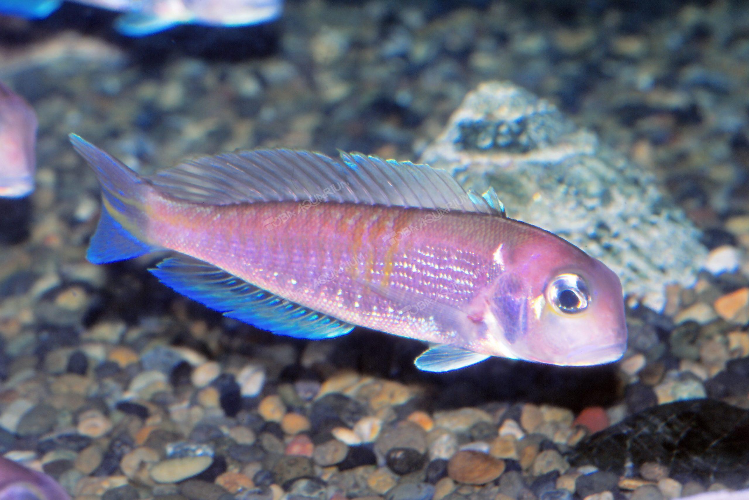 アカアマダイ - 生きもの図鑑 鳥羽水族館